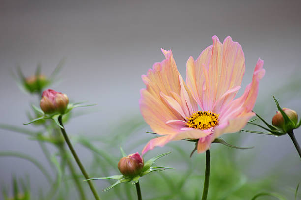 A light pink beautiful garden cosmos flower