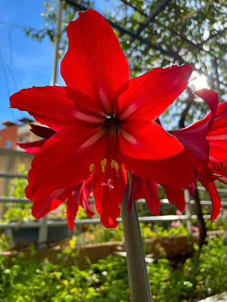 Red multi-petaled blossoms with long petals and leafy backdrop near architecture