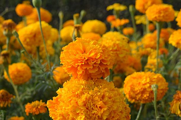 istock Bright marigold flowers in full bloom. 2225103242