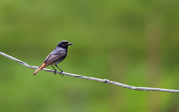 istock Black redstart with insect stock photo 2225103392