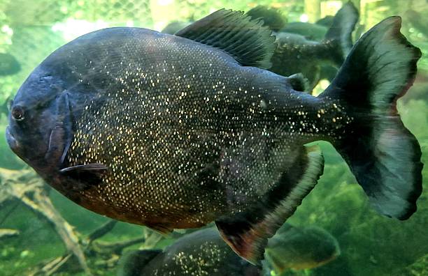 istock Red-bellied piranha 2225103446