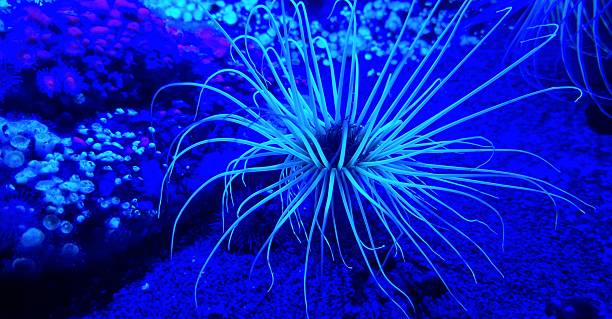 istock blue anemone of sea 2225103489