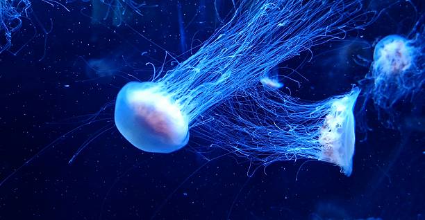 120+ Crystal Jellyfish Stock Photos, Pictures & Royalty-Free