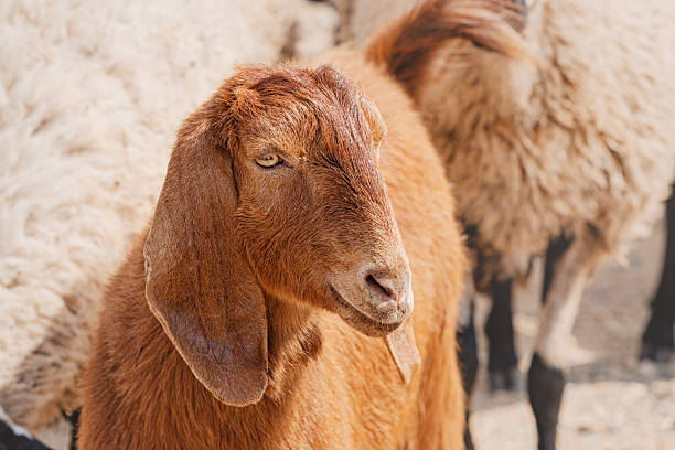 istock Brown goat standing near sheep on a farm, curiously looking around while surrounded by lush pastures and rural scenery 2225103560