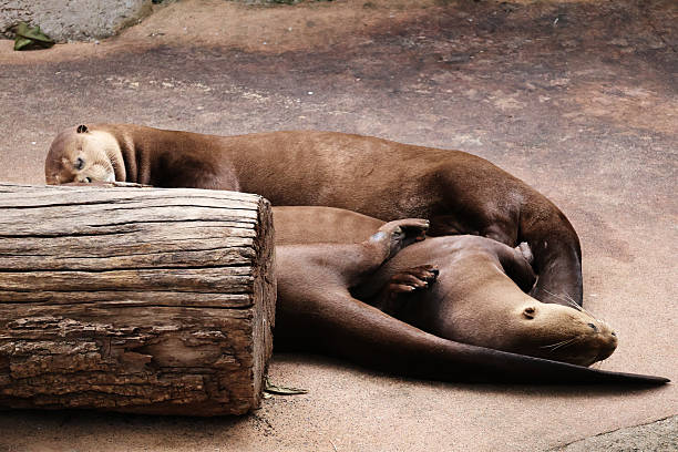 istock A pile of sleeping otters 2225107451