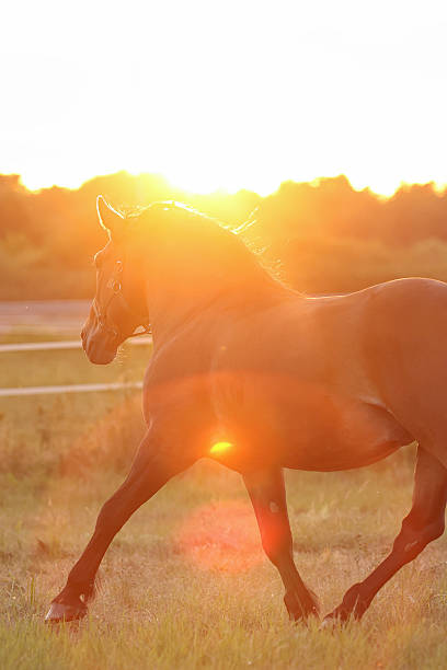 istock Bay horse trotting in sunset 2225109832