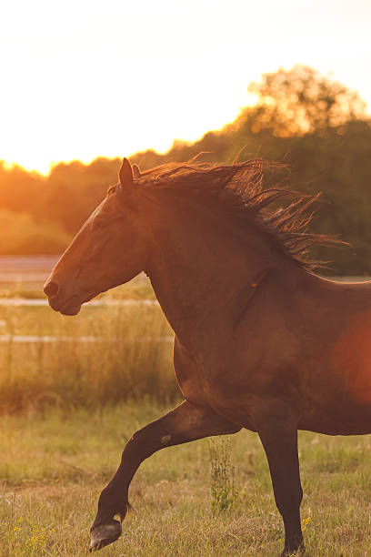 istock Bay horse playing in sunset 2225109834
