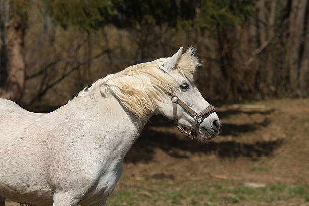 Fleabittem gray horse standing in paddock