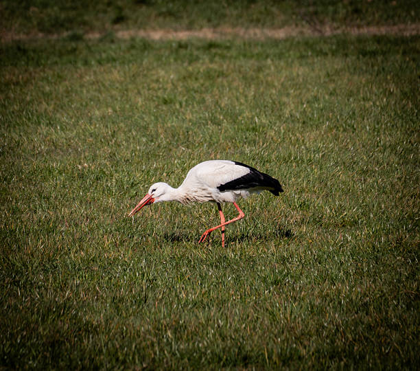 Stork searching for food in a field