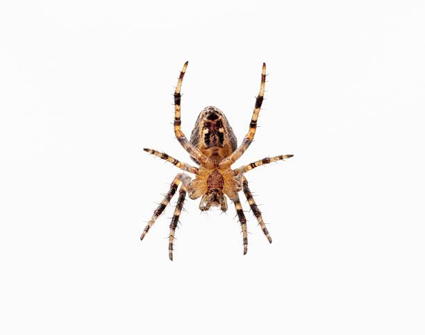 Close-up of a spider on a white background showcasing its detailed patterns and textures.