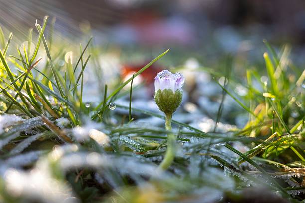 Close-up of a frosted flower bud in a sunlit grassy field, showcasing the beauty of nature in early morning light.