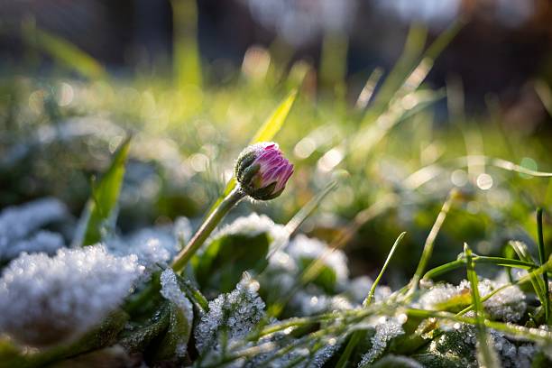 Close-up of a pink flower bud with frosty grass in a sunlit garden.