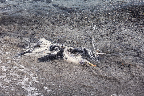 Decaying bird carcass lying on a polluted beach, highlighting environmental pollution and its devastating impact on wildlife