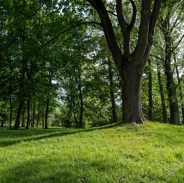 istock deciduous maple trees and other trees in the park in sunny weather, landscape 2225112846