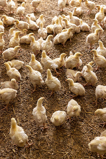 istock small chickens in down and feathers during cultivation at a poultry farm 2225112891
