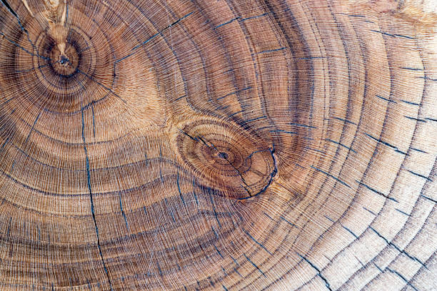 istock processed beautiful walnut wood used for the manufacture of objects 2225113451