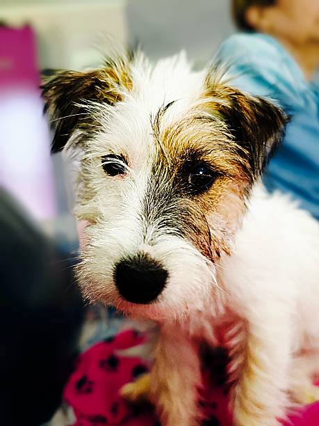 istock Adorable Wire Fox Terrier Puppy Close-up Portrait 2225114664