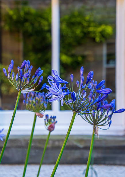 istock Summer blue flowers, African Lilies 2225116053
