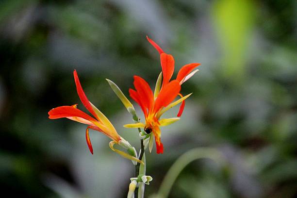 istock plant flower wild beri - Canna limbata 2225116058