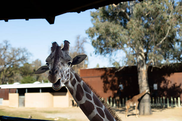 Close-up of two giraffes in the zoo.