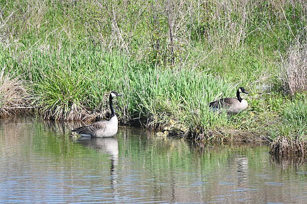 istock Canada Goose Family 2225117367