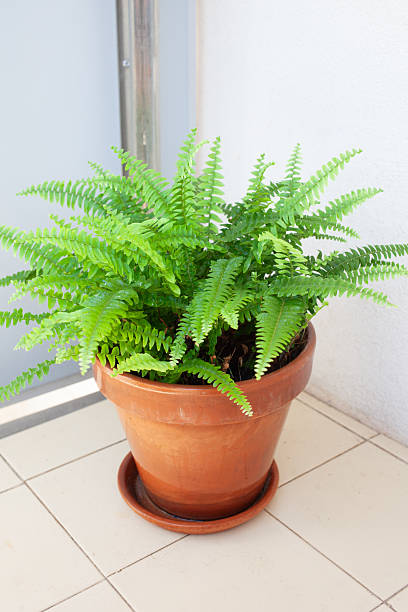 istock Compact Boston Fern in Terracotta Pot on Balcony 2225117532