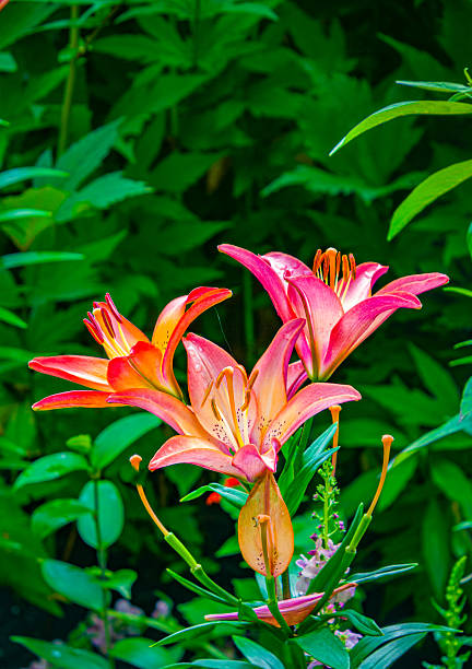 A group of three lilies bloom in a Cape Cod garden
