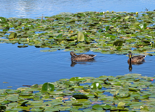 istock Two Ducks in Burnaby Lake, Metro Vancouver, Canada 2225118191