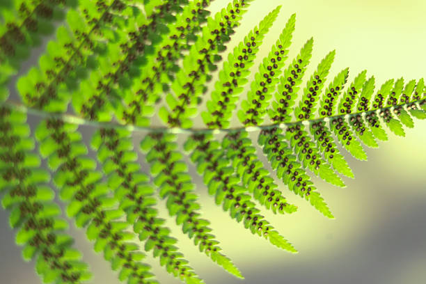 istock Macro Shot of Fern Leaf 2225118658