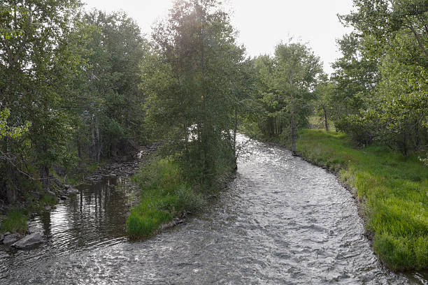 istock River and forest in springtime, Canadian Rockies 2225118981