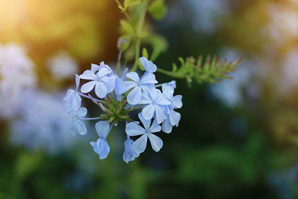 istock The sun illuminates a blue flower in a field 2225119532
