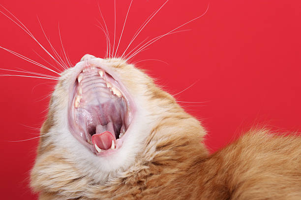 istock Yawning Ginger Cat Close-Up on Red Background 2225119538