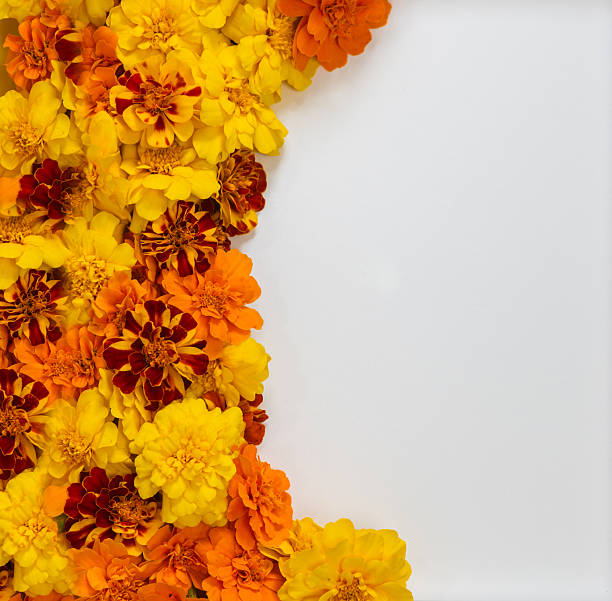 istock Marigold Flower Buds on the white Background with Copy Space 2225120807