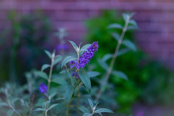 Delicate and fragrant, the Butterfly Bush (Buddleia) bursts into vibrant clusters of purple, pink, or white flowers that attract butterflies, bees, and hummingbirds alike. Captured in full summer bloom, this hardy shrub adds charm and color to any garden scene. A favorite among pollinators and garden lovers, the Butterfly Bush symbolizes rebirth, hope, and the beauty of transformation.\n\nPerfect for nature prints, gardening content, or Christian-themed reflections on renewal.
