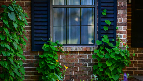 istock Morning Glory Vines Climbing Around a Window. Vibrant morning glory vines wrap gracefully around a house window. 2225120852