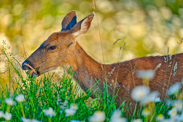 Deer on the Coast