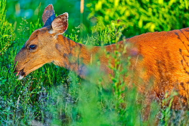 Black-Tailed deer on Vancouver Island, British Columbia