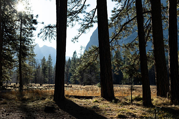 The treenitedline as you emerge into the meadow of Yosemite Valley