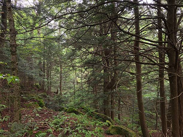 istock Climbing Table Mountain in Catskill Mountains in June in New York State. 2225123734