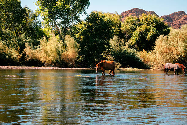 Wild horse located in Az cools off by drinking in the river