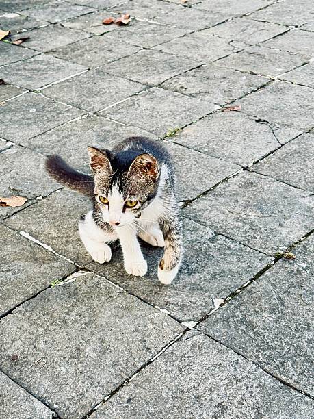 istock Two kittens playing on stone pavement during golden hour 2225124082
