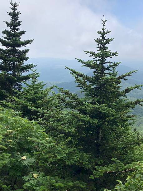 istock View from Table Mountain in Catskill Mountains in June in New York State. 2225124262