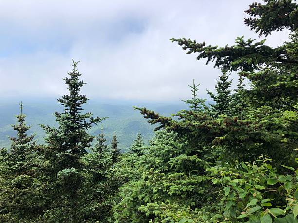 View from Table Mountain in Catskill Mountains in June in New York State.