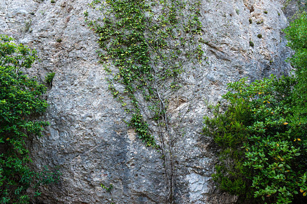 istock porous rock formation with trees imprinted into the surface 2225124528