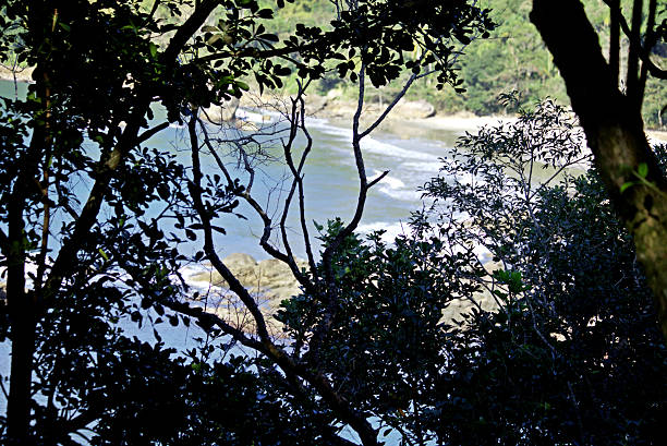 Seashore seen from the forest, large trees and lush vegetation. In background Turquoise sea water and white sand