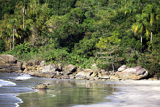 istock Prainha Preta beach in middle tropical forest 2225125248