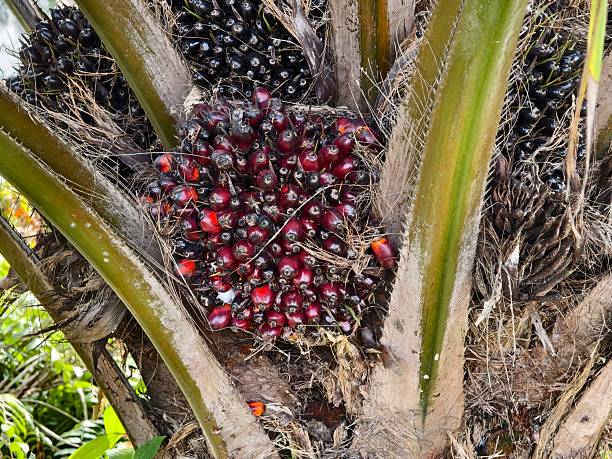 istock oil palm fruit on the tree and ripe 2225125739