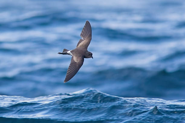 Wilson's Petrel flying over sea