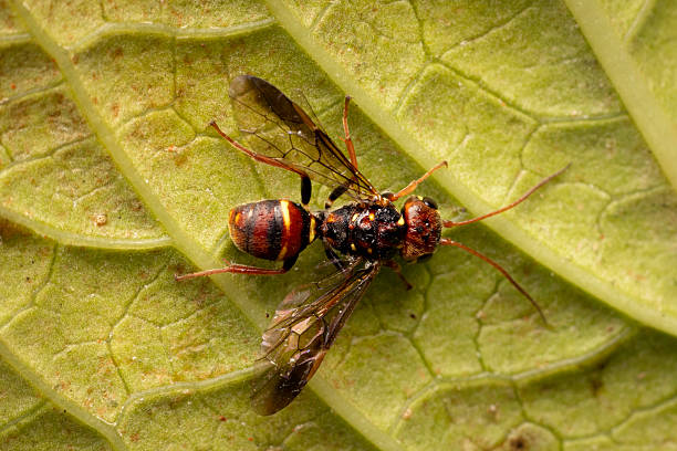 istock Potter Wasp, Narooma, NSW, June 2025 2225127637