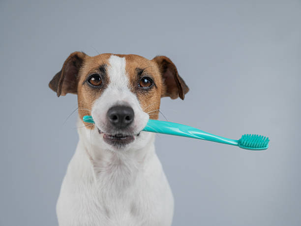 istock Playful Dog Holding a Toothbrush in Its Mouth. 2225129244